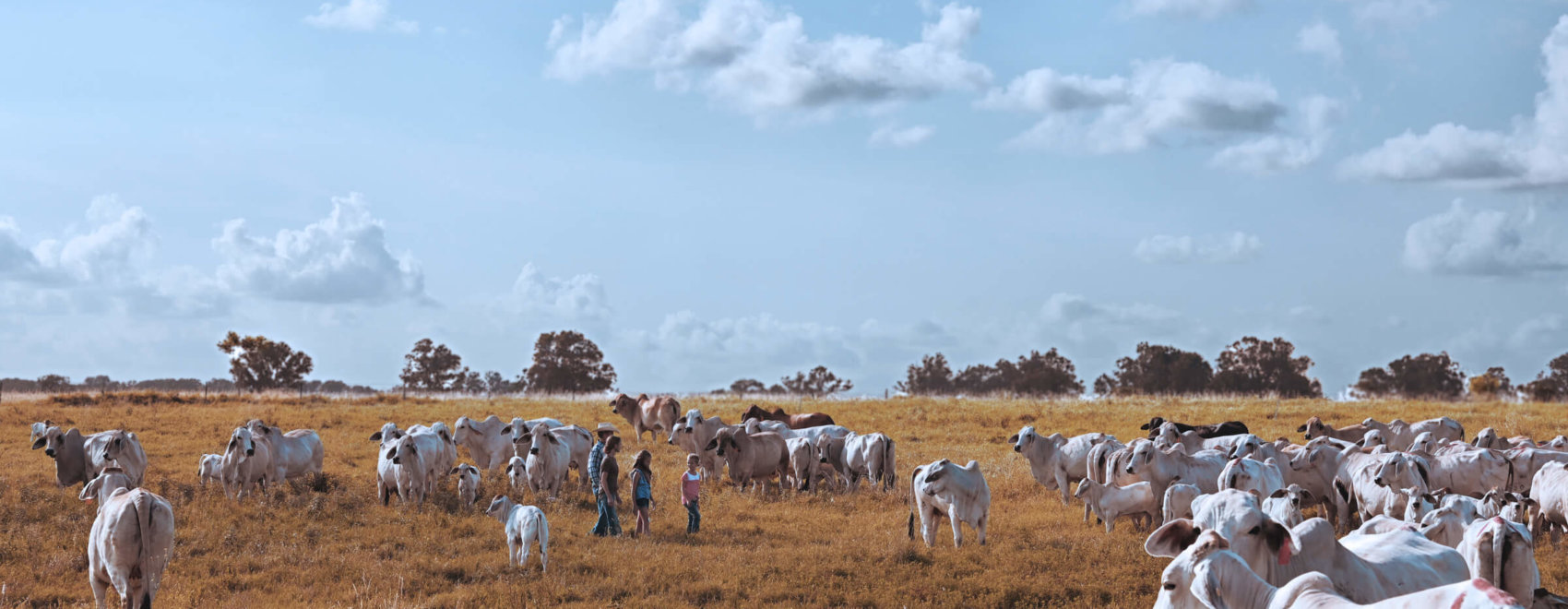Family in cow herd in field